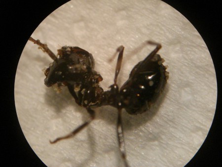 Formica allo stereo microscopio